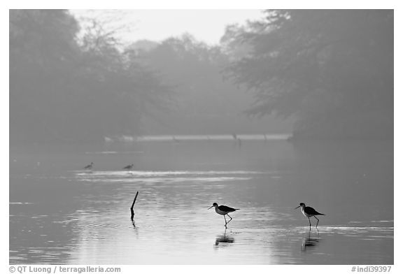 Pond with wadding birds, Keoladeo Ghana National Park. Bharatpur, Rajasthan, India