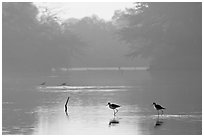 Pond with wadding birds, Keoladeo Ghana National Park. Bharatpur, Rajasthan, India ( black and white)