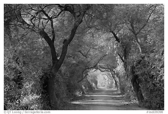 Path through tree tunnel, Keoladeo Ghana National Park. Bharatpur, Rajasthan, India (black and white)