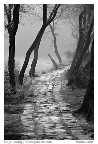 Secondary path, Keoladeo Ghana National Park. Bharatpur, Rajasthan, India (black and white)