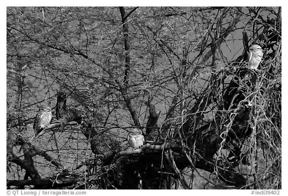 Owls perched in tree, Keoladeo Ghana National Park. Bharatpur, Rajasthan, India (black and white)