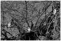 Owls perched in tree, Keoladeo Ghana National Park. Bharatpur, Rajasthan, India ( black and white)