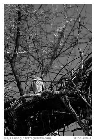 Owl perched in tree, Keoladeo Ghana National Park. Bharatpur, Rajasthan, India (black and white)