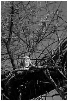 Owl perched in tree, Keoladeo Ghana National Park. Bharatpur, Rajasthan, India ( black and white)