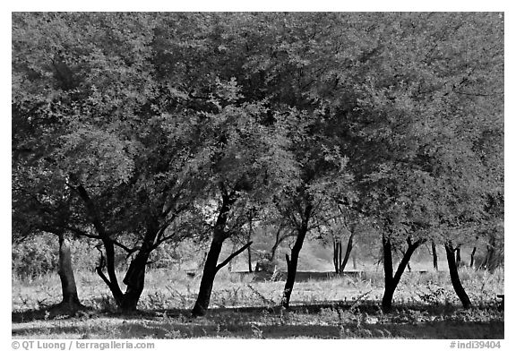 Trees, Keoladeo Ghana National Park. Bharatpur, Rajasthan, India (black and white)