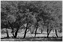 Trees, Keoladeo Ghana National Park. Bharatpur, Rajasthan, India ( black and white)