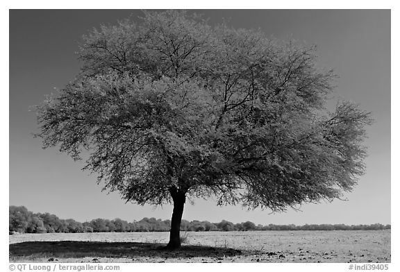 Isolated tree in open grassland, Keoladeo Ghana National Park. Bharatpur, Rajasthan, India