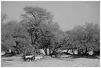 Animals and trees, Keoladeo Ghana National Park. Bharatpur, Rajasthan, India (black and white)