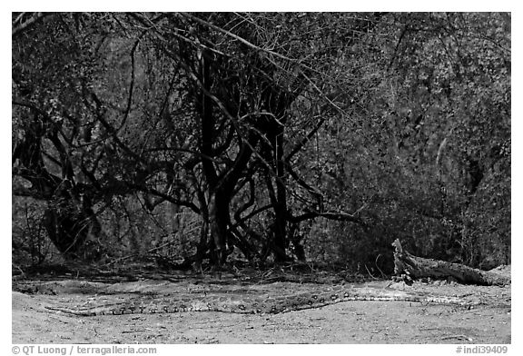 Python, Keoladeo Ghana National Park. Bharatpur, Rajasthan, India (black and white)