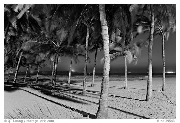 Palm trees and Miramar Beach at twilight. Goa, India