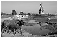 Javari Temple in rural setting with pond and caw, Eastern Group. Khajuraho, Madhya Pradesh, India (black and white)
