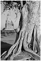 Tree and Javari Temple, Eastern Group. Khajuraho, Madhya Pradesh, India (black and white)