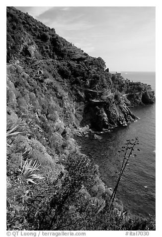 Coastline and cliffs along the Via dell'Amore (Lover's Lane), near Manarola. Cinque Terre, Liguria, Italy