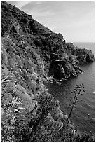 Coastline and cliffs along the Via dell'Amore (Lover's Lane), near Manarola. Cinque Terre, Liguria, Italy ( black and white)