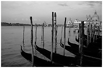 Moored Gondolas, Canale della Guidecca, Santa Maria della Salute church at sunrise. Venice, Veneto, Italy ( black and white)