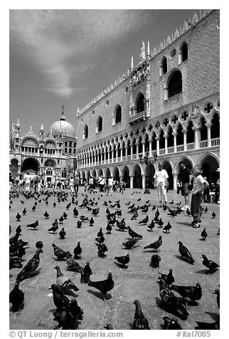 Pigeons, Palazzo Ducale, Basilica San Marco. Venice, Veneto, Italy (black and white)