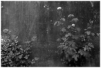 Roses and wall. San Gimignano, Tuscany, Italy ( black and white)