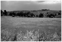 Countryside. Tuscany, Italy ( black and white)