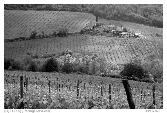 Grape rows, Chianti vineyard and village. Tuscany, Italy (black and white)