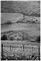 Vineyard in the Chianti region. Tuscany, Italy ( black and white)