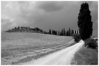 Path lined with cypress trees, Le Crete region. Tuscany, Italy (black and white)