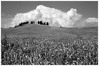 Field and distant ridge with cypress and house. Tuscany, Italy ( black and white)