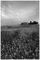 Carpet of spring wildflowers and house on ridge. Tuscany, Italy ( black and white)