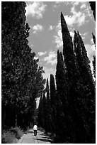 Alley bordered by cypress trees. Tuscany, Italy ( black and white)
