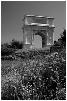 Popies and Arch of Titus, Roman Forum. Rome, Lazio, Italy (black and white)