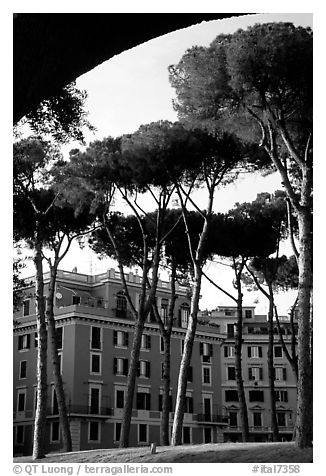 Pines trees and houses. Rome, Lazio, Italy