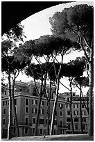 Pines trees and houses. Rome, Lazio, Italy ( black and white)