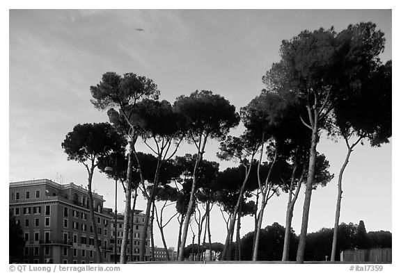 Pines trees and houses. Rome, Lazio, Italy (black and white)