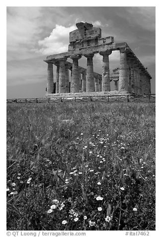 Wilflowers and Tempio di Cerere (Temple of Ceres). Campania, Italy (black and white)