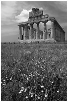 Wilflowers and Tempio di Cerere (Temple of Ceres). Campania, Italy (black and white)
