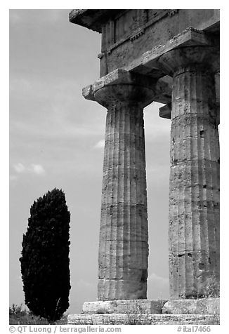 Cypress and columns of Doric Greek Temple of Neptune. Campania, Italy (black and white)