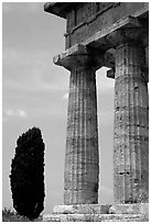 Cypress and columns of Doric Greek Temple of Neptune. Campania, Italy (black and white)