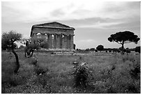 Wildflowers and Temple of Neptune. Campania, Italy (black and white)