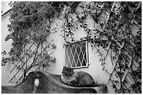 Cat and white walls with red flowers, Positano. Amalfi Coast, Campania, Italy ( black and white)