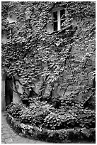Ivy-covered wall in a Courtyard inside Villa Rufulo, Ravello. Amalfi Coast, Campania, Italy (black and white)