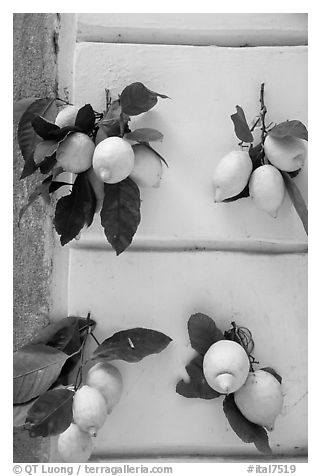 Lemons and wall. Amalfi Coast, Campania, Italy (black and white)