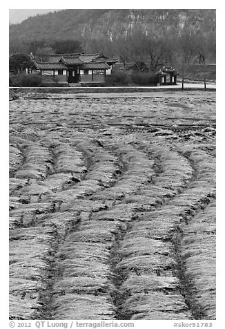 Fields with cut crops and historic house. Hahoe Folk Village, South Korea (black and white)
