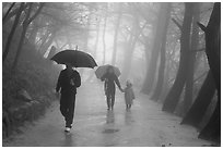 Family walking on path in the rain, Seokguram. Gyeongju, South Korea ( black and white)