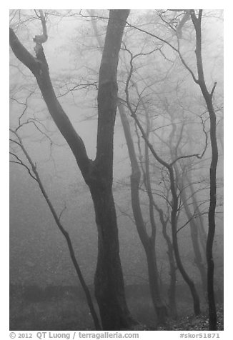 Trees in fog, Seokguram. Gyeongju, South Korea