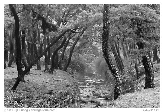 Landscaped stream in forest, Mt Namsan. Gyeongju, South Korea