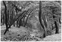Landscaped stream in forest, Mt Namsan. Gyeongju, South Korea ( black and white)