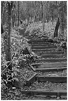 Steps of Eorimok trail, Hallasan National Park. Jeju Island, South Korea (black and white)