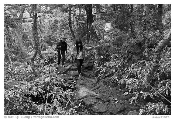Hikers on Eorimok trail, Mt Halla. Jeju Island, South Korea (black and white)