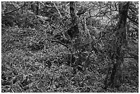 Frosted oak forest, Hallasan National Park. Jeju Island, South Korea (black and white)