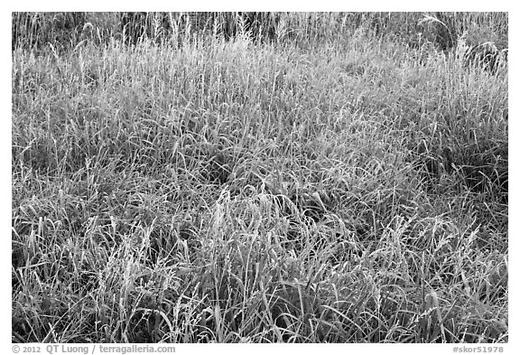 Frosted grasses, Hallasan National Park. Jeju Island, South Korea
