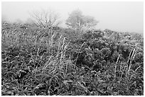 Frosted plants in foggy landscape. Jeju Island, South Korea (black and white)